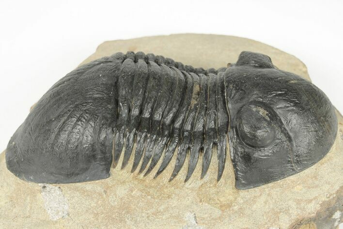 Detailed Paralejurus Trilobite - Atchana, Morocco #204492